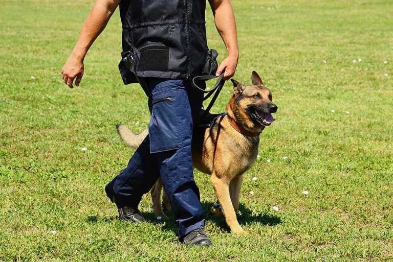 Dog Handling / Sniffer Dog Contract Security Services